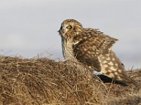 IMG 2670c  Short-eared Owl (Asio flammeus)